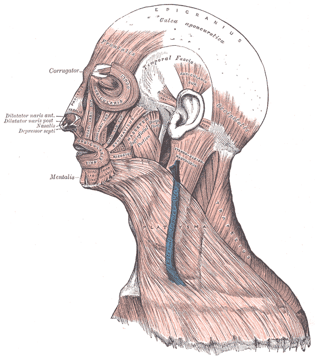 Facial muscles - Wikipedia