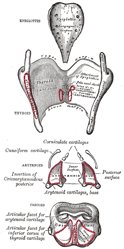 Cartilage cricoïde — Wikipédia
