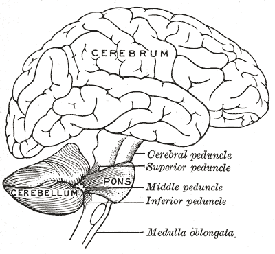Anatomy of the cerebellum - Wikipedia