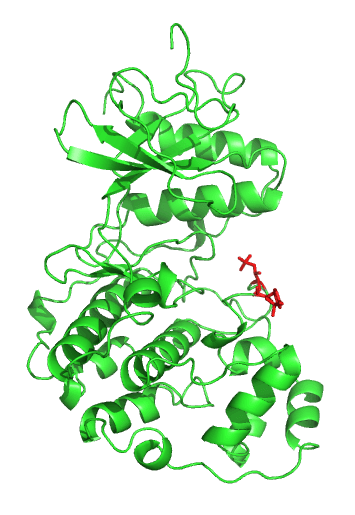 Protéine-kinase activée par mitogène — Wikipédia