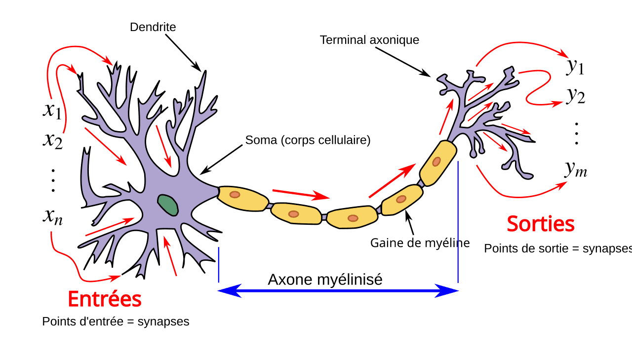Modèles du neurone biologique — Wikipédia