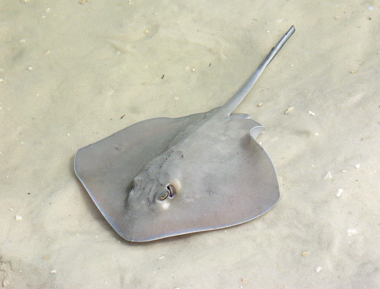 Stingray - Wikipedia