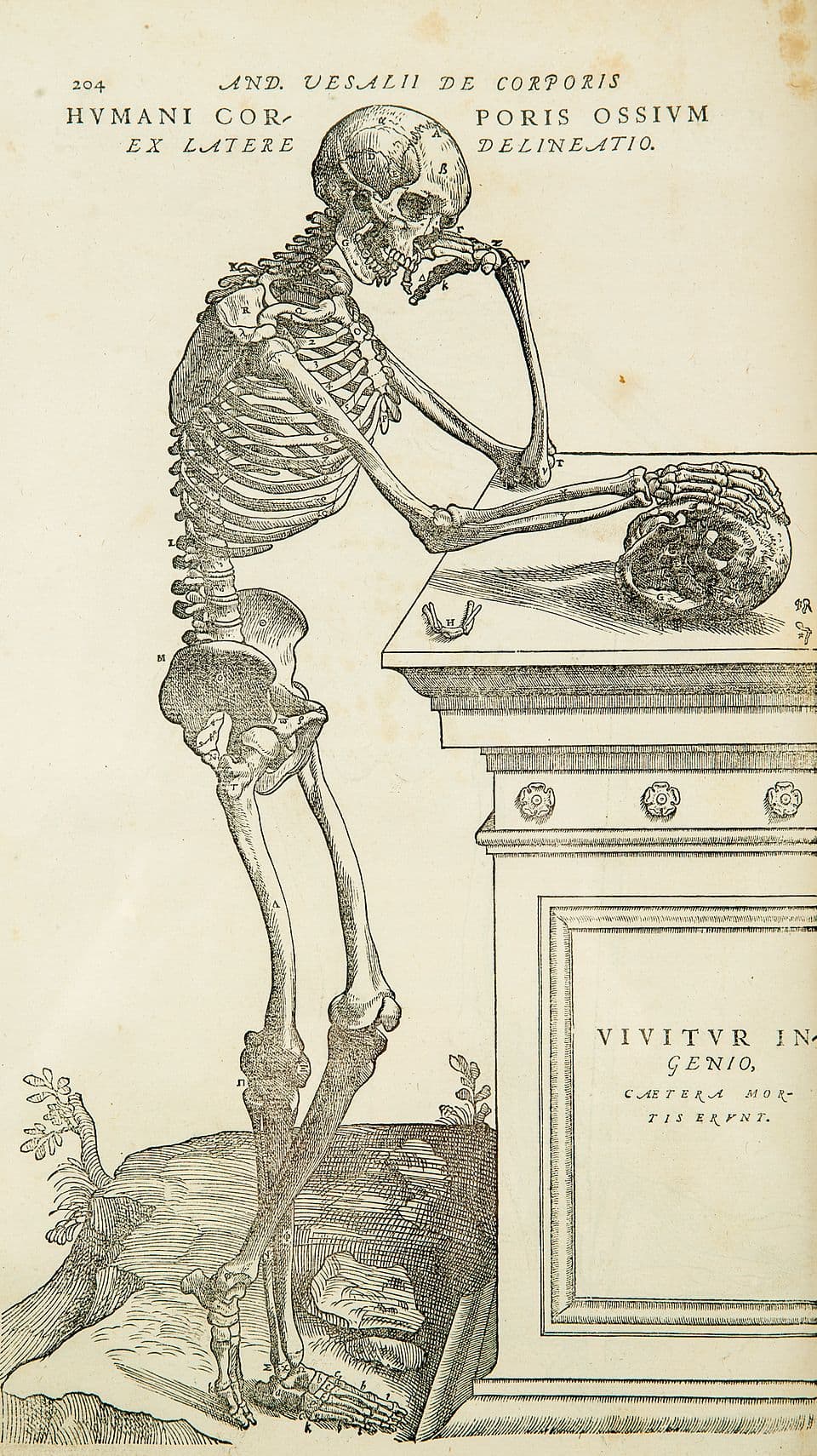 Anatomy - Wikipedia