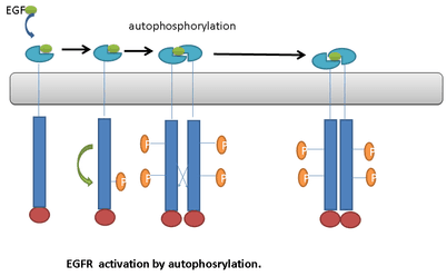 Autophosphorylation - Wikipedia
